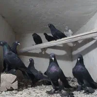 کفتر لوتی قره شدید ایناخ