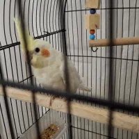 طوطی عروس هلندی