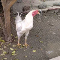 خروس|حیوانات مزرعه|میناب, |دیوار