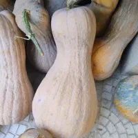 کدو حلوایی 100کیلو ی جا ب فروش می‌رسد
