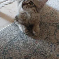 بچه گربه نر