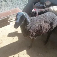 بره نر فروشی تربت‌حیدریه