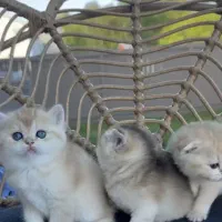 مهد بچه گربه های کیوت،تپلی و صورت گرد|گربه|تهران, شهران جنوبی|دیوار