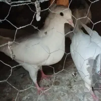 کبوتر|پرنده|مسجد سلیمان, |دیوار