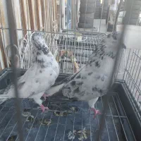 کبوتر کفتر اصیل