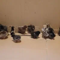 جوجه نژاد دار ۱۲ روزه