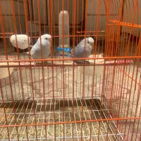 مرغ عشق با قفس