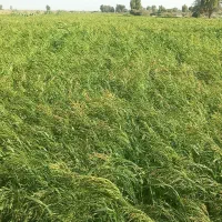 فروش ارزن