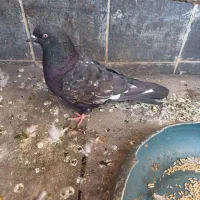 کله سیاه ماده