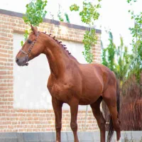 اسب سیلمی وارداتی