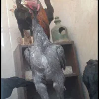 ۳تا مرغ لاری افغان تخم کن و یه خروس طوسی  ۲۳ملیون