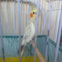 عروس هلندی نر ۷ماهه