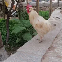 خروس سفید پرپا