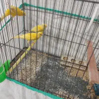 قناری دوتا نر یه ماده