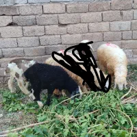 بره وکهره