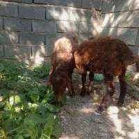 بره نر سبک وزن