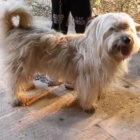 حیوان . سگ