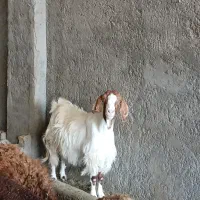 بزومیش