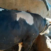 گاو چاق