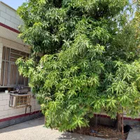 اجاره  خانه ویلایی