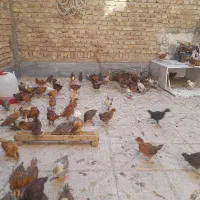 جوجه گلپایگان یک ماهه ۴۰ روزه