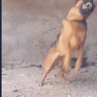 سگ نگهبان استهبان