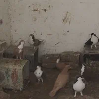 کفتر فروشی خوشگل