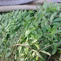 نعنا برای خوشک کردن و عرق