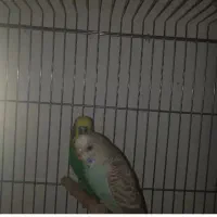 مرغ عشق