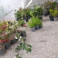 حراج گل آپارتمانی