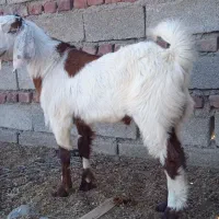 بزغاله شیری