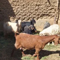 بزن مالچه آبستن