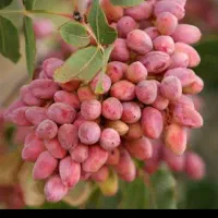 کارگر پسته چین ۱۰۰ نفره