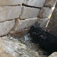 کبوتر دم سفید