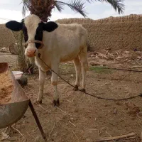 گوساله ماده امریکایی