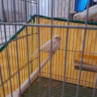 قناری|پرنده|سنندج, |دیوار