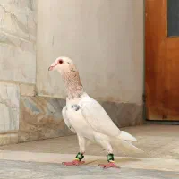 نر کله هما کرمونی