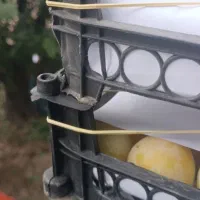 اجاره باغ میوه شابلون وسیب گلابی