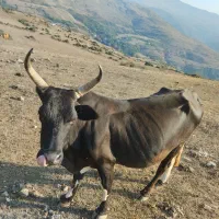 گاو|حیوانات مزرعه|دیلمان, |دیوار