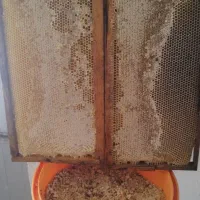 دو قاب عسل بهارنارنج