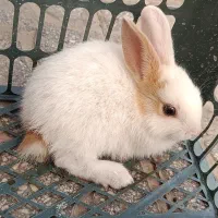 بچه خرگوش