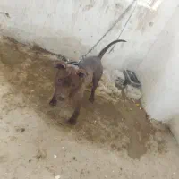 سگ پیتبول