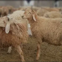 بره نر مغانی افشاری سنگسری کوردی