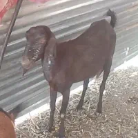 گوسفند سالم دقلو زا