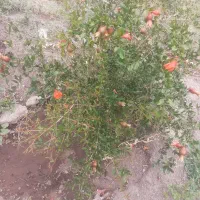 سرکارگر هستم هرکسی کار می‌خواهد زنگ بزند