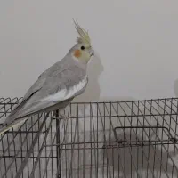 پرنده