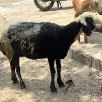 میش شال دروشت دوقلو زا