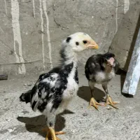 جوجه لاری|حیوانات مزرعه|تهران, شهر زیبا|دیوار