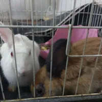 یک جفت خرگوش بالغ