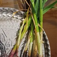 فروش سیر